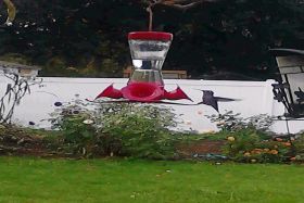 Hummingbird Holistic Care Home, LLC 
