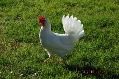 Photo of Loyal Care Assisted Living LLC